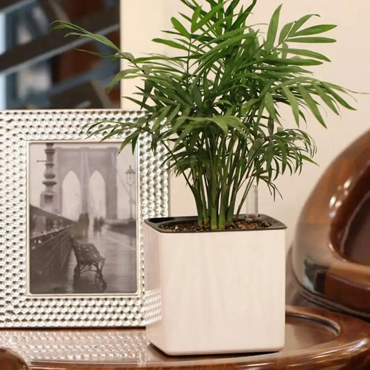 Aqua Balance Topf – Selbstbewässerungstopf JungleMood